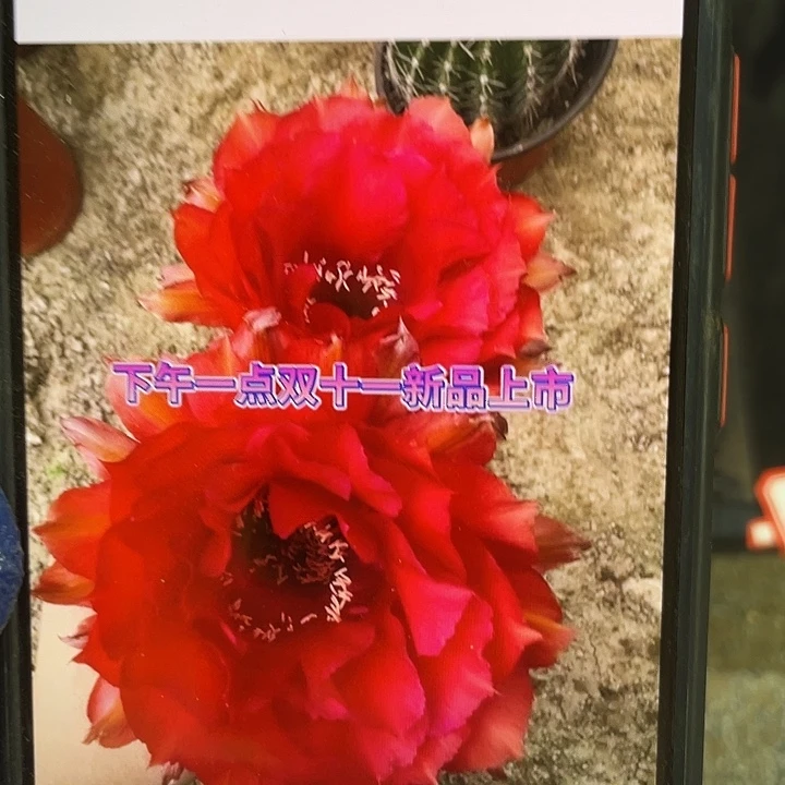 cc248侧芽歪5公分左右满18包邮