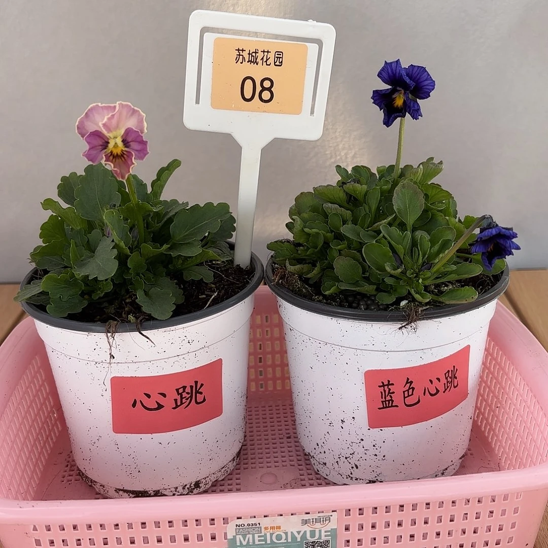 大部分开放少量花苞08