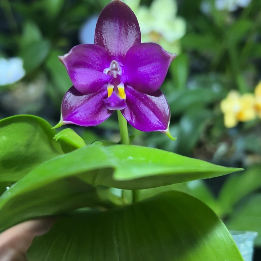 当前无花栽培后可以开花实生盲盒2.8寸