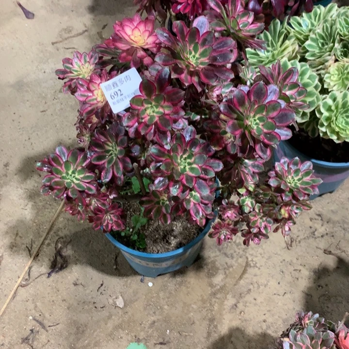 692冰淇淋多肉植物特价