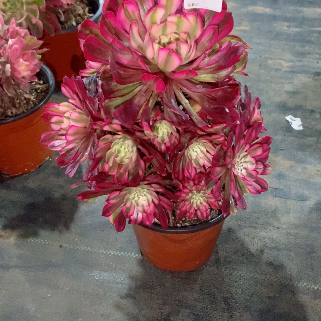 红铜白657多肉1111