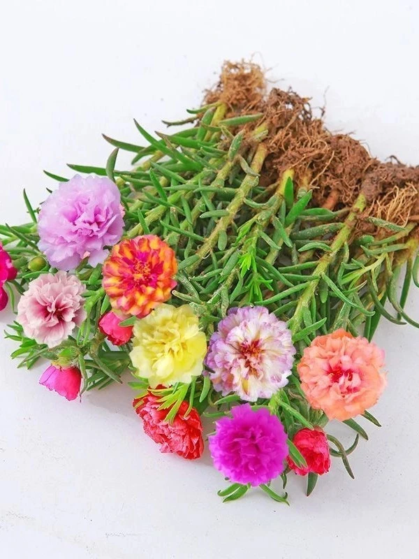 （太阳花粗苗）重瓣太阳花多年生沾土就活阳台庭院盆栽室内绿植