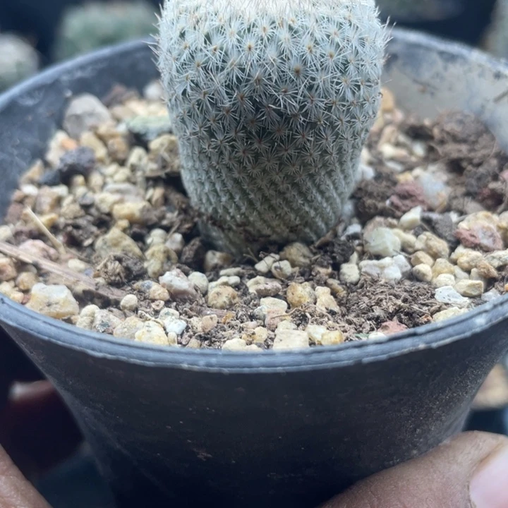 月世界一颗包邮带盆发货