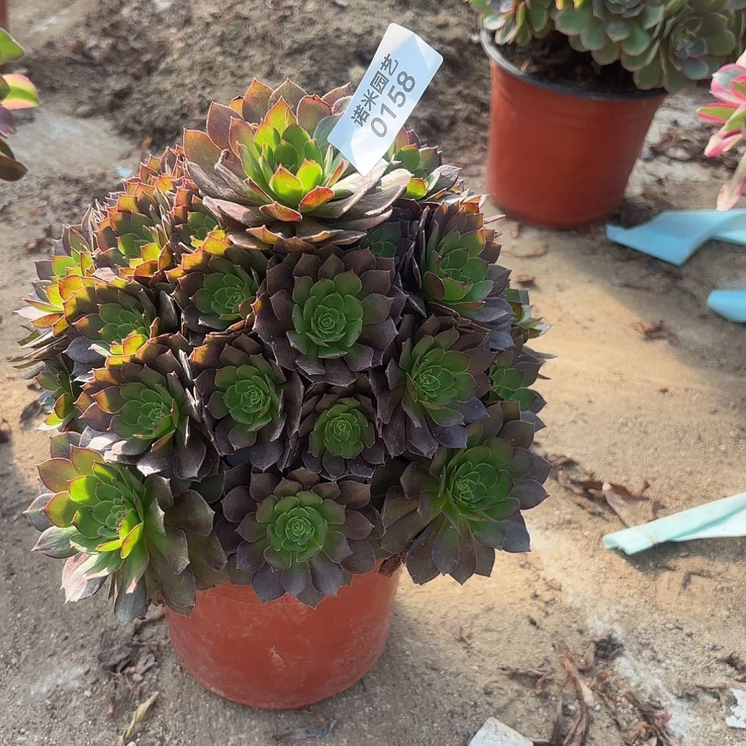 红魔手捧多肉植物158