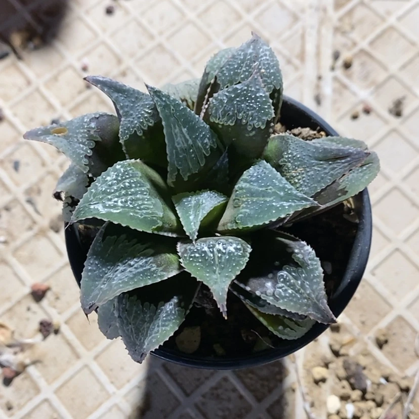 【闪购商品】润***声2武藏