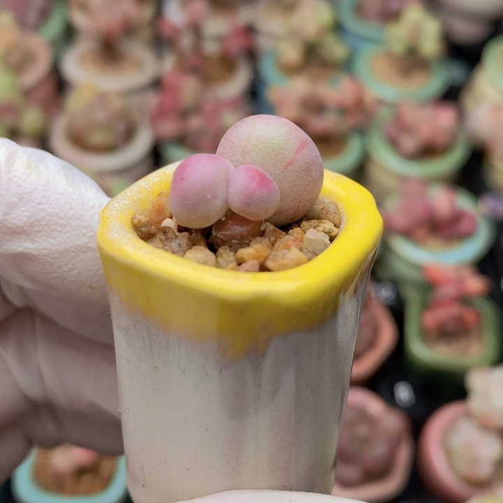 035 血斑锦米可奶酪 稳定 一点木质