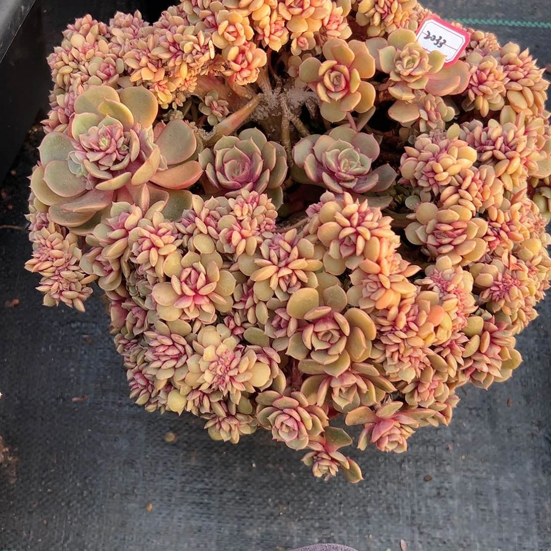 成**慧大红袍缀化多肉2033