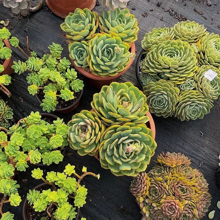 麻****园昂丝诺群24022