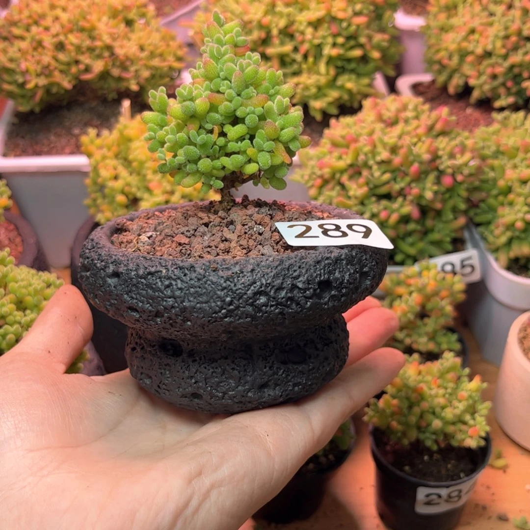 289金橘可爱多肉植物