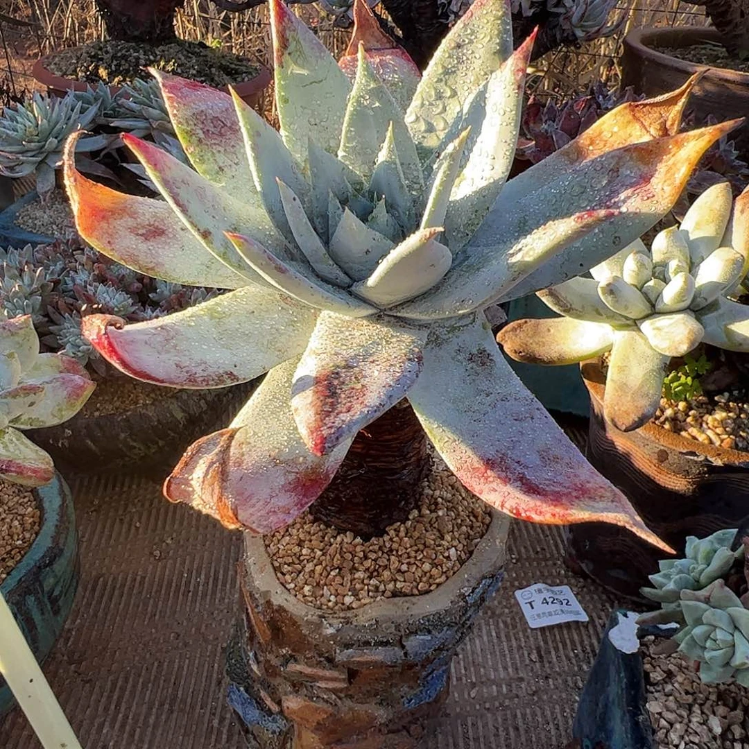 4436雪山仙女杯多肉