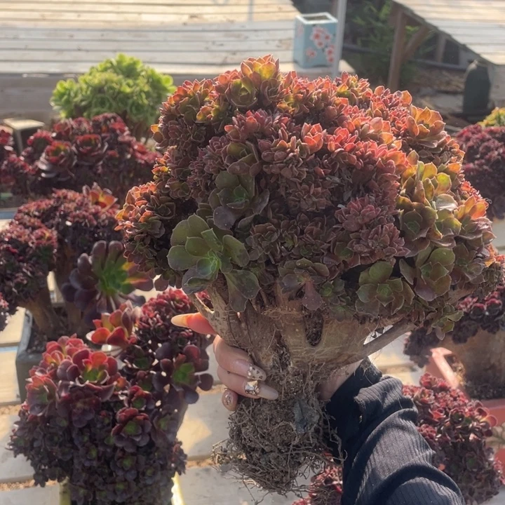 多肉的鱼退雨时还没好还