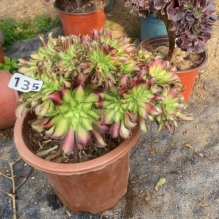 135韶华老庄缀化特价