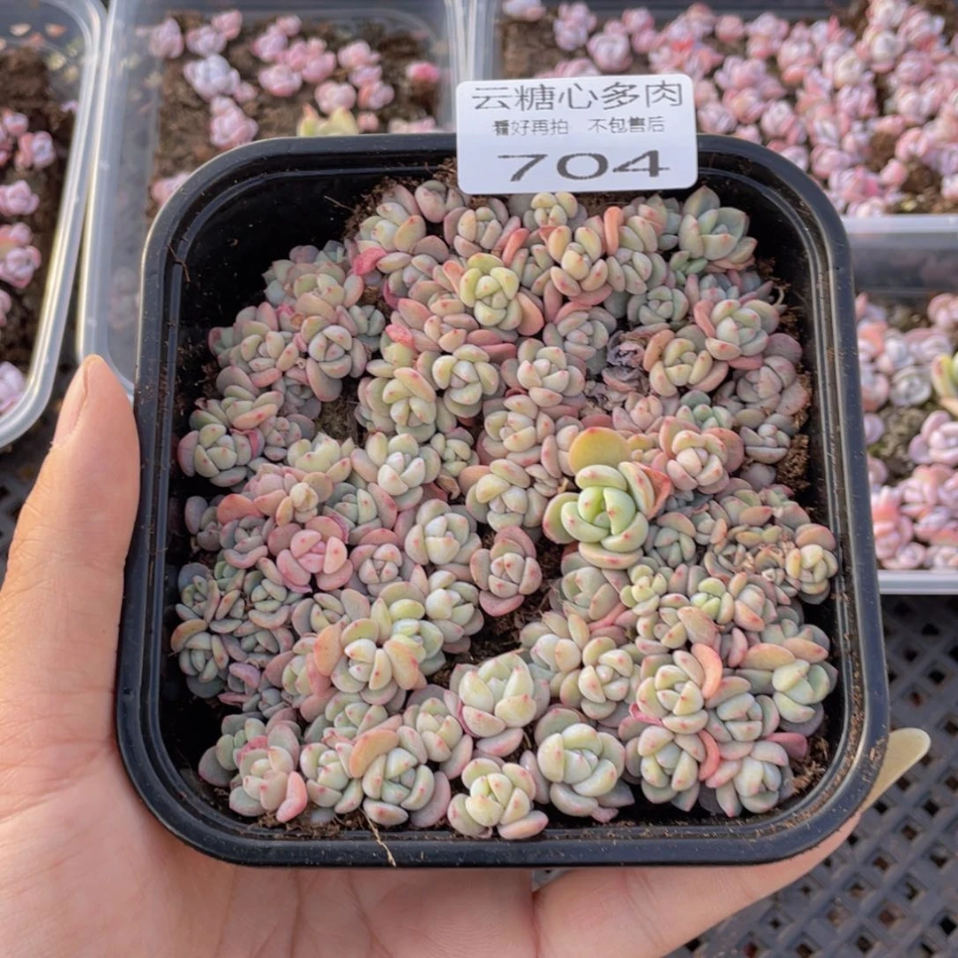 云糖心多肉植物704