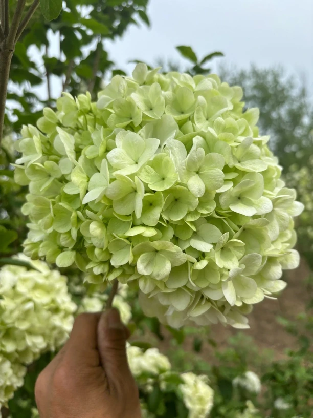 中华木绣球大花斗球盆栽地栽别墅花卉