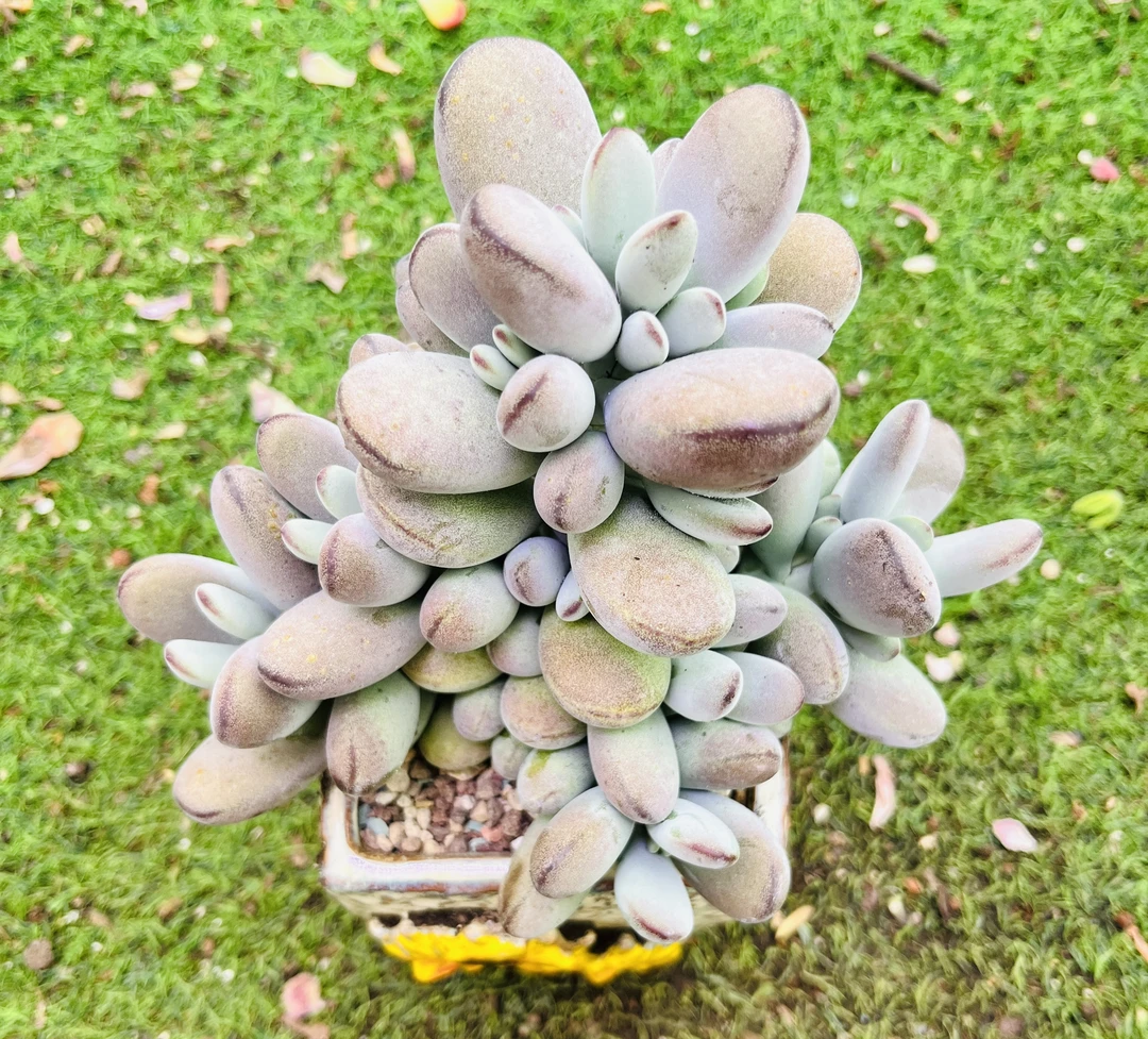 乒乓福娘    满3单包邮      【带盆土发货】