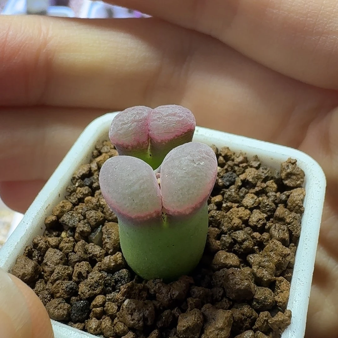 1号双头风铃一物一拍尺寸小1-1.3