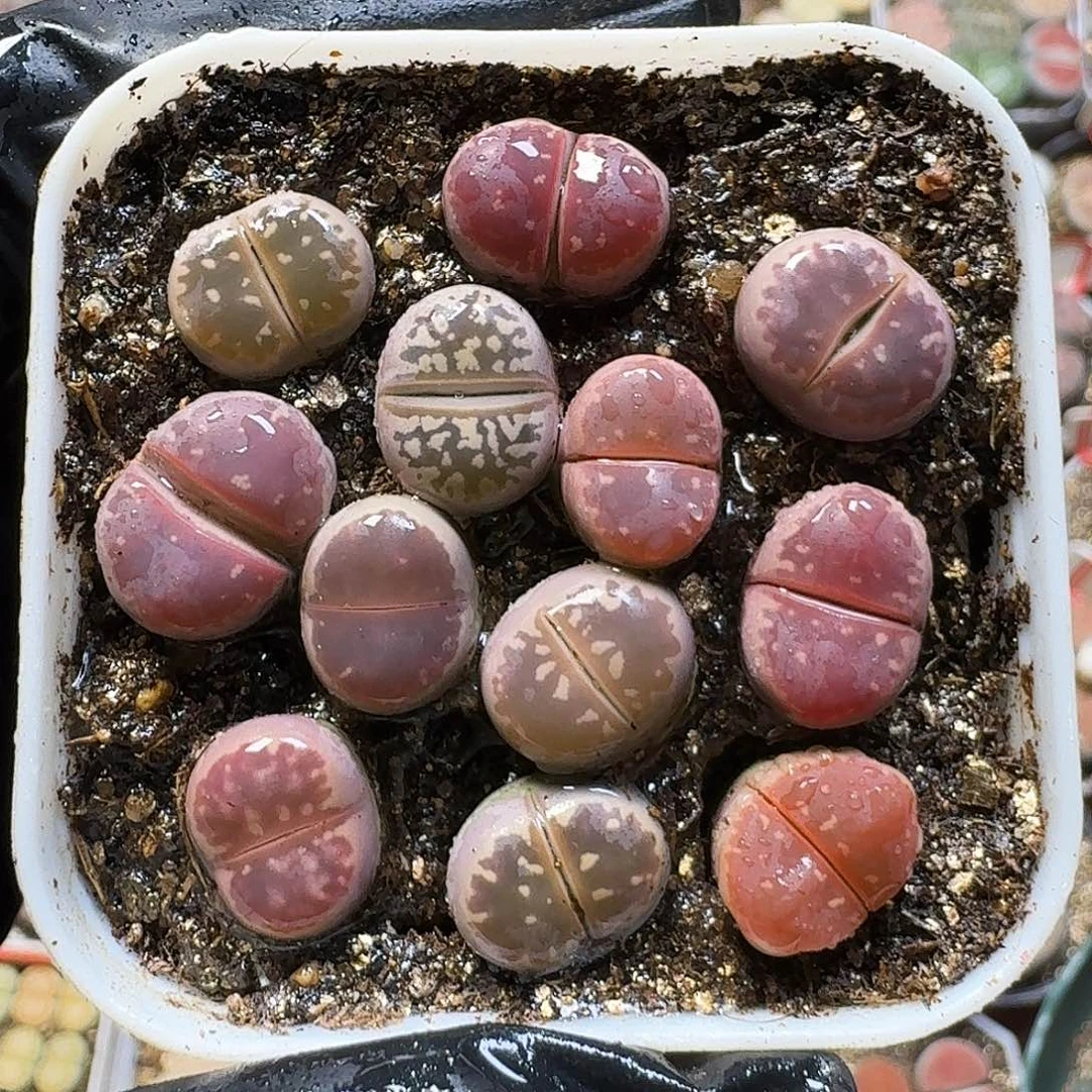 生石花11111。  1公分多。   165