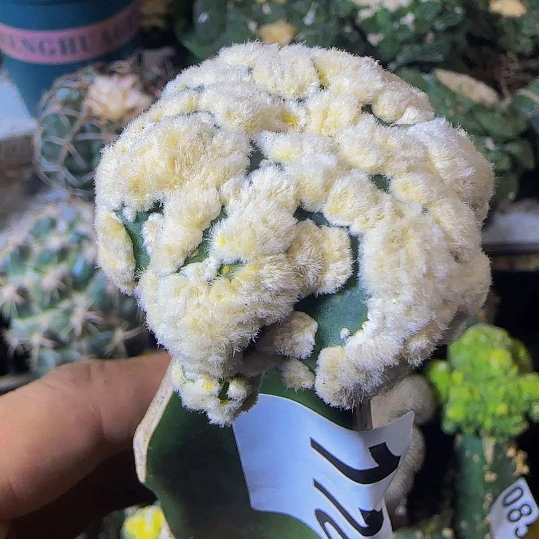 L***琴海星花园兜110仙人球开花