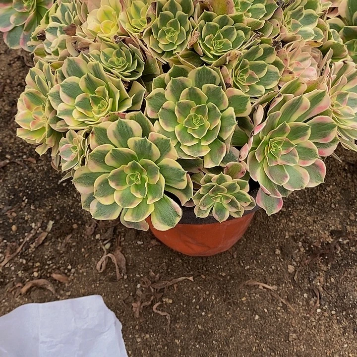 红***尘多肉植物七彩771多肉