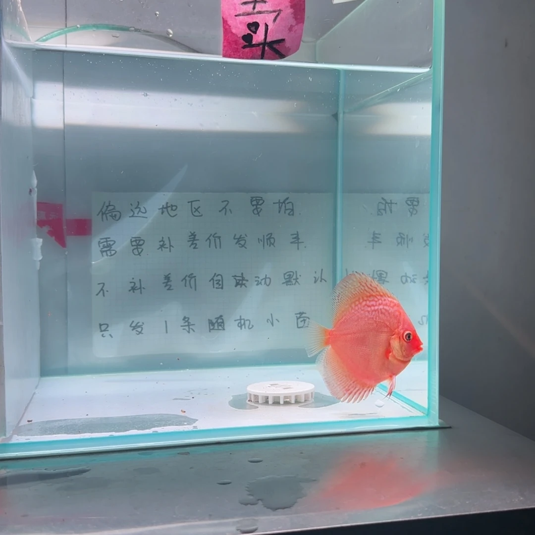 七彩神仙鱼全长7-8偏远地区不拍