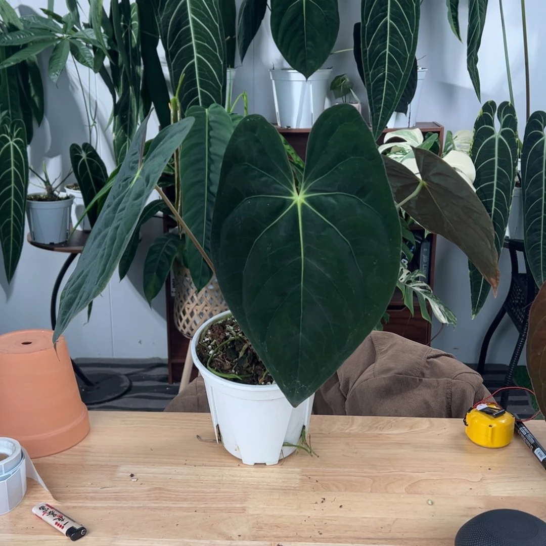 完全开放厄瓜多尔进口暗黑巴拿马