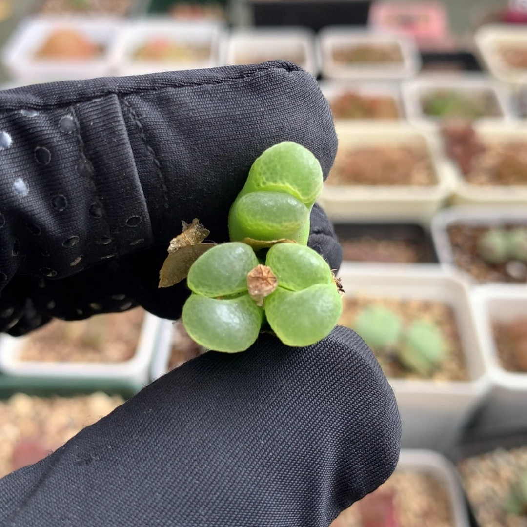 634粉樱风铃母本