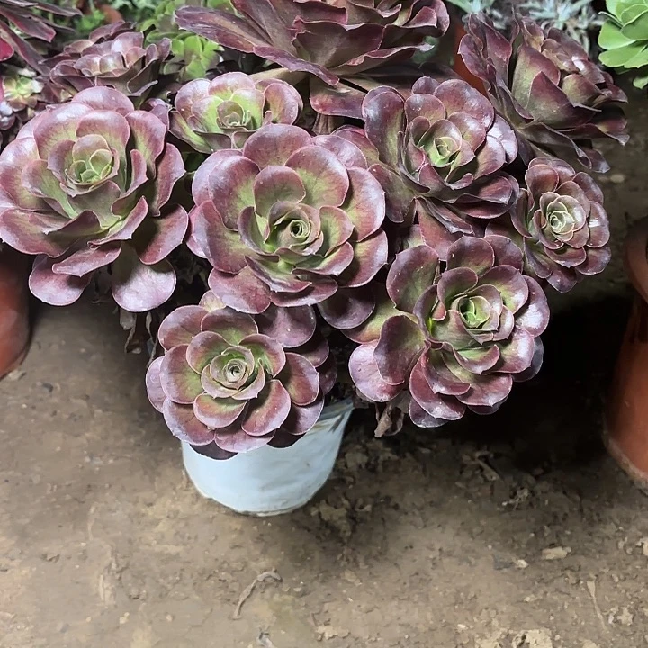 多肉植物法师魅金11
