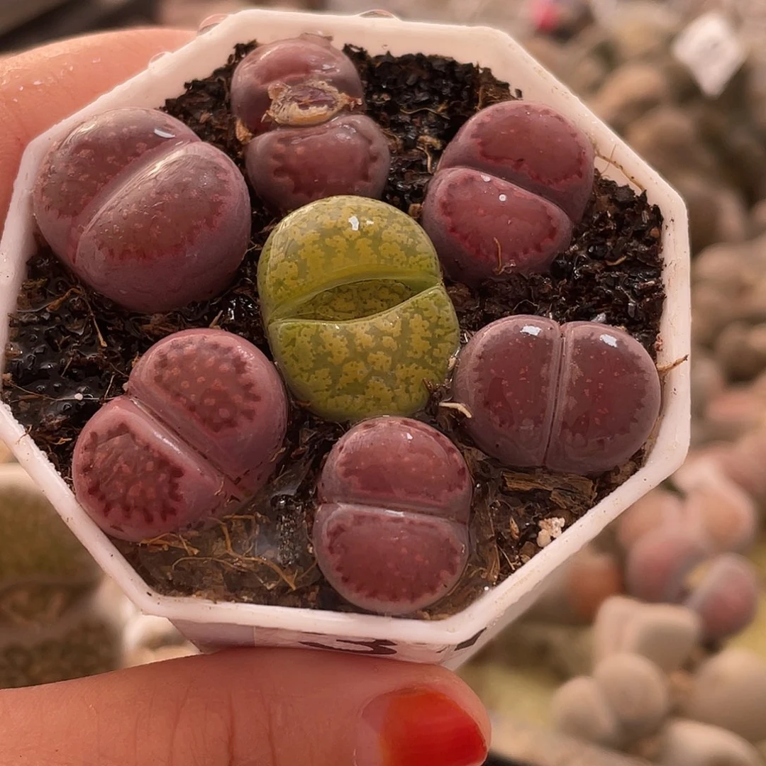 生石花一盒318000