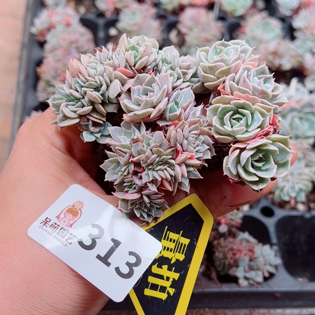 多肉植物多肉植物