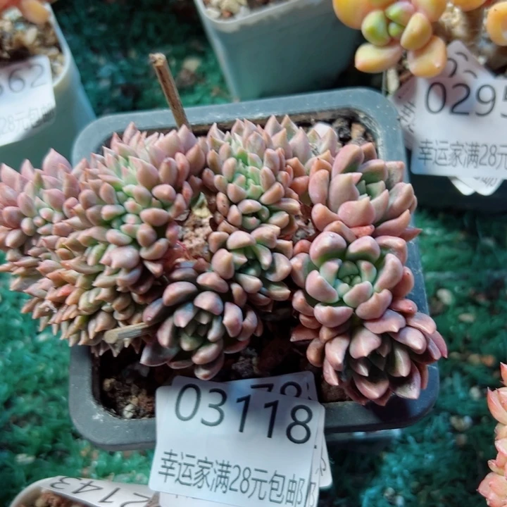 幸运儿是一位非常优秀
