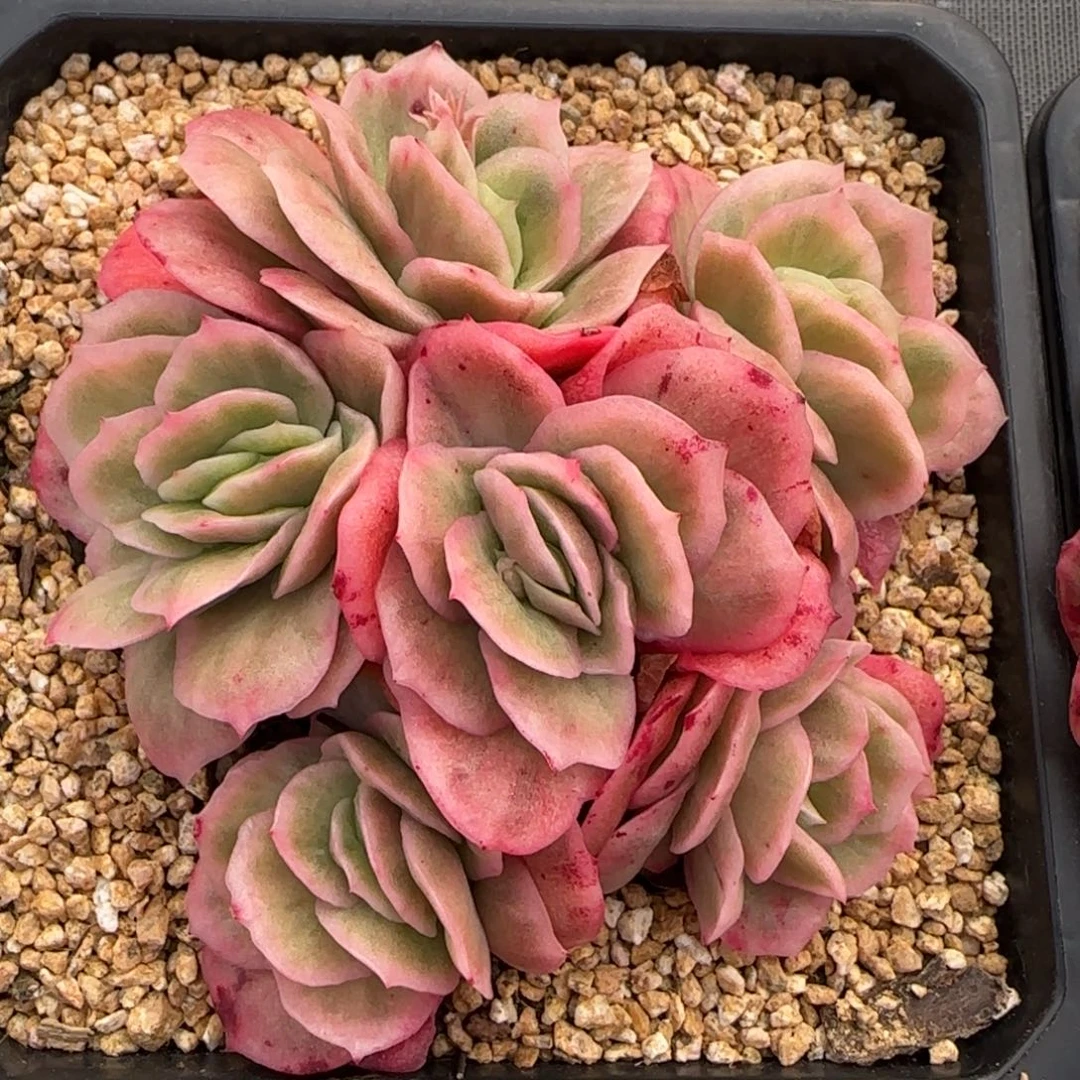 从前慢花园精选多肉冰玫瑰锦中号