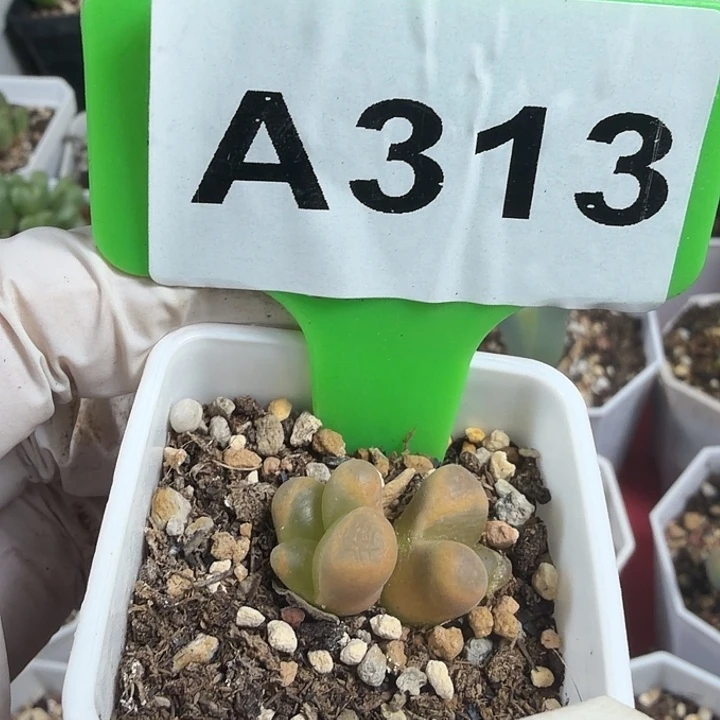 小***宝313nnmnnmmmmmmmbhhh