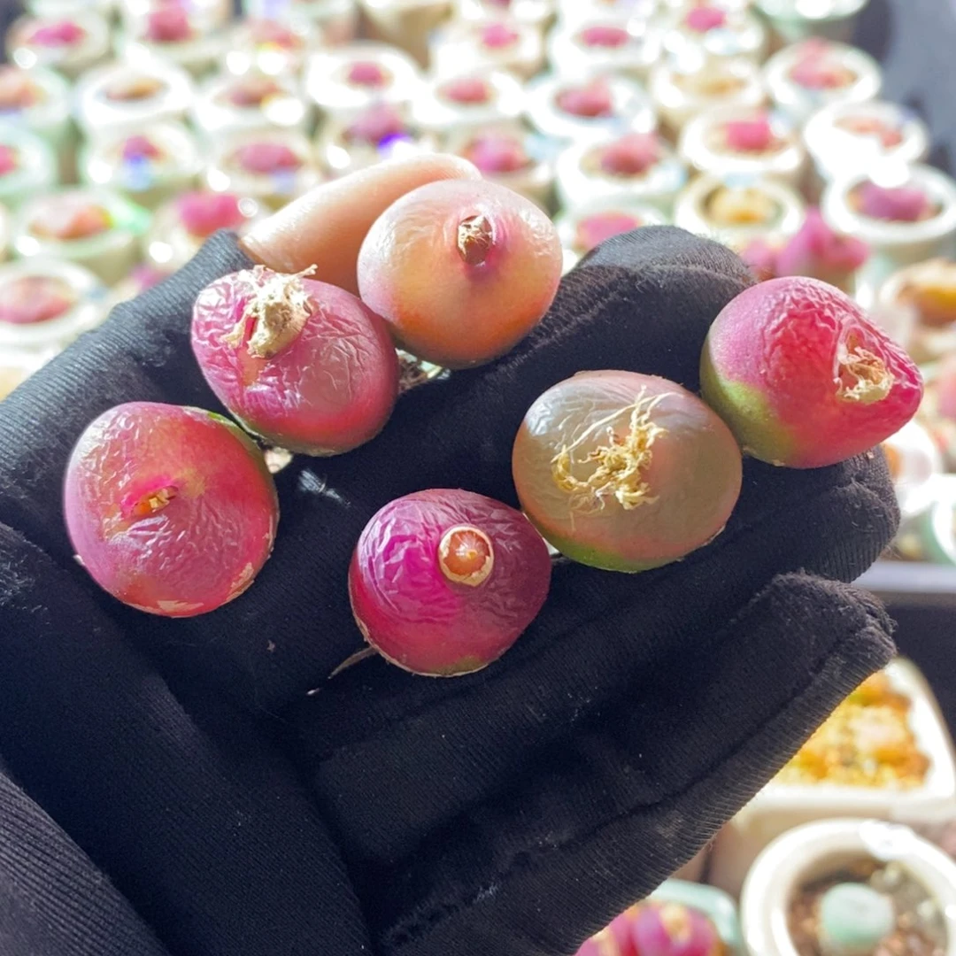 6204-6颗大毛随机