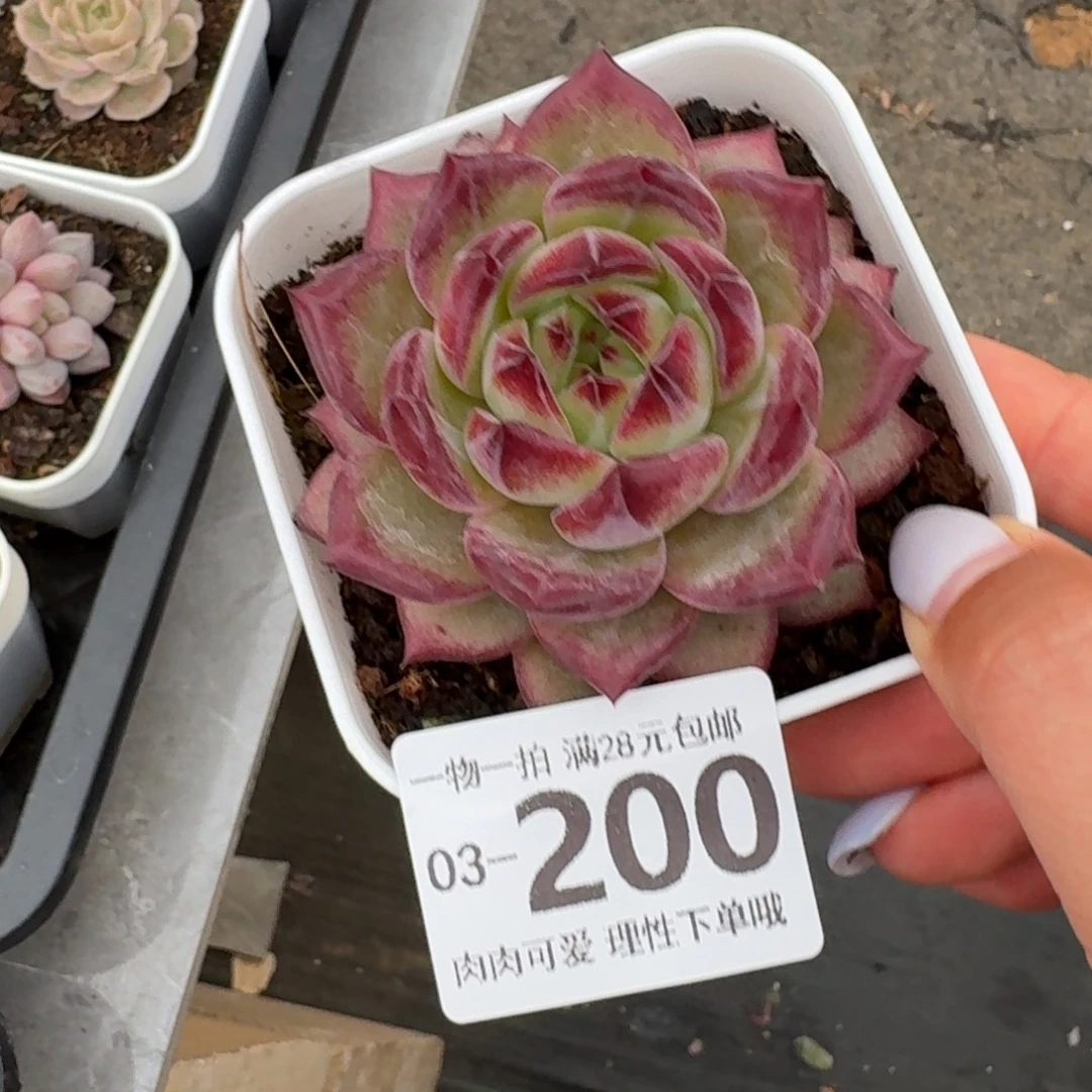 黑武士无盆土发货无