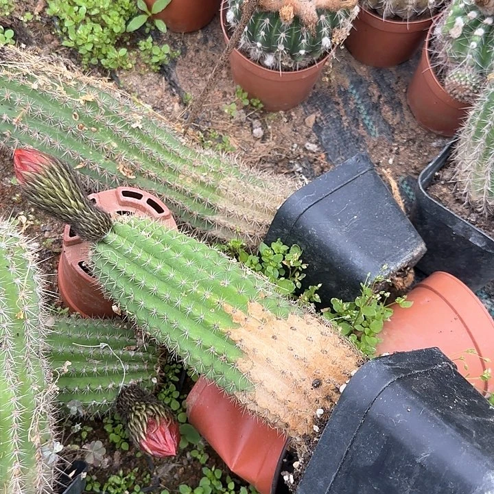 一****馆捣蛋鬼毛花柱瑕疵球20