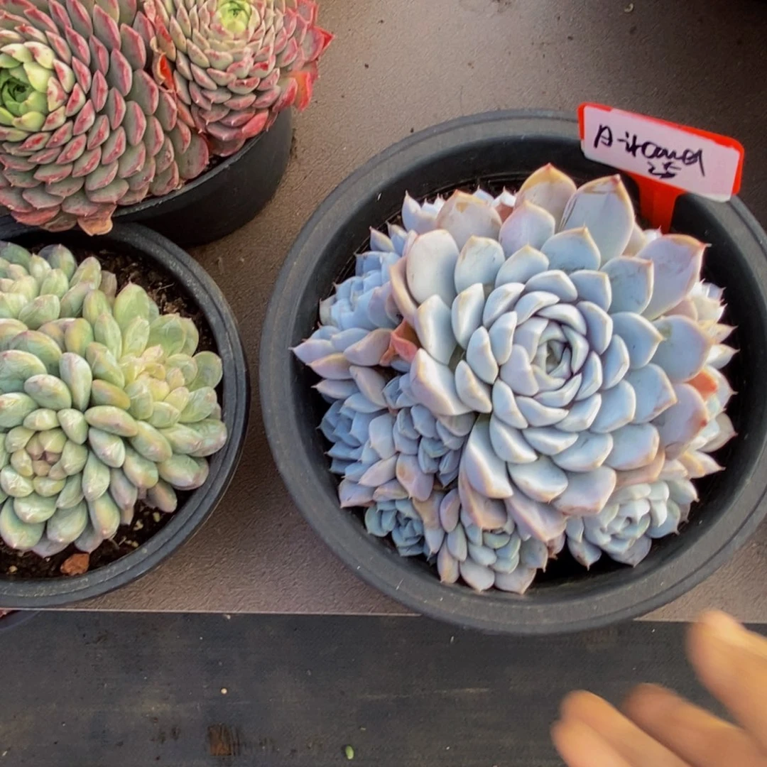 A***y一物一拍多肉植物