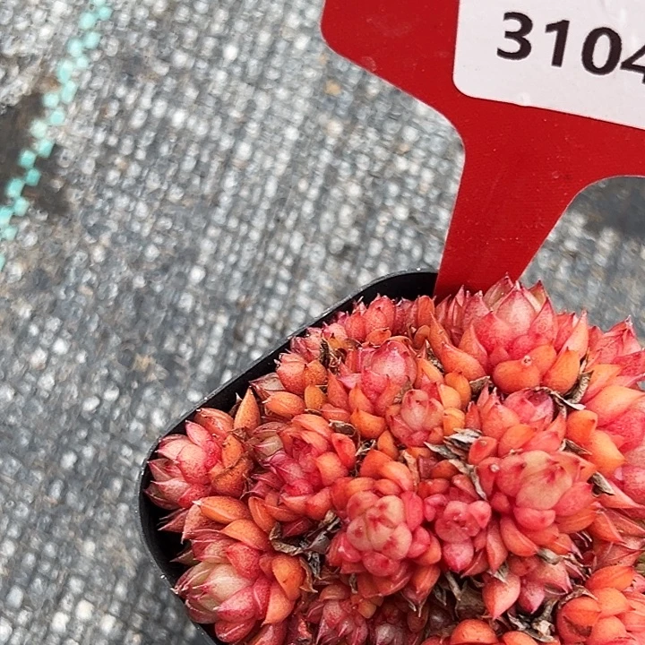 秋***风糖心      31040号