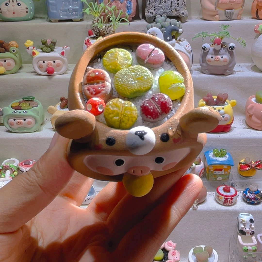 028高端多肉带盆土一套38