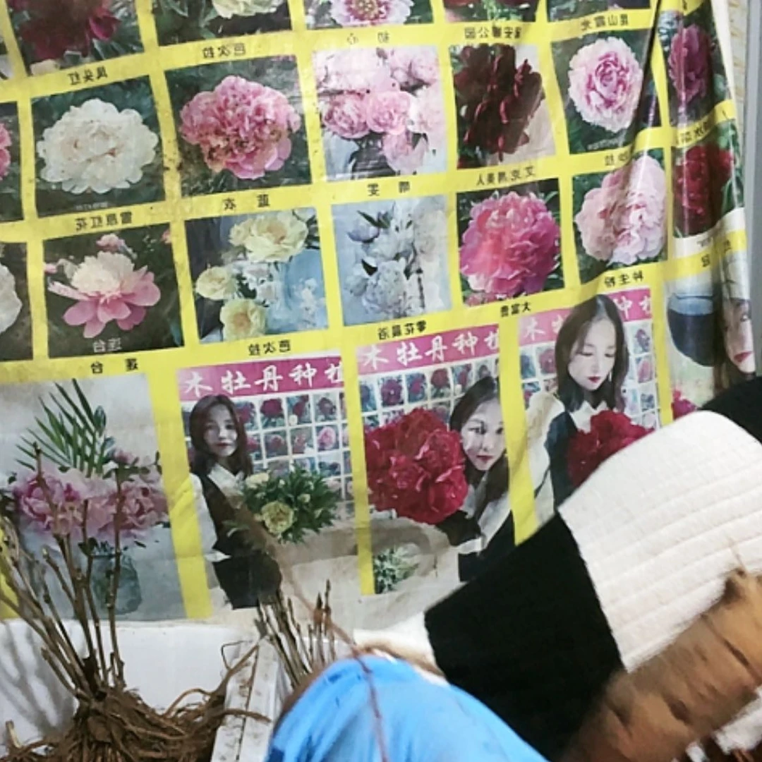 【闪购商品】完全开放3根