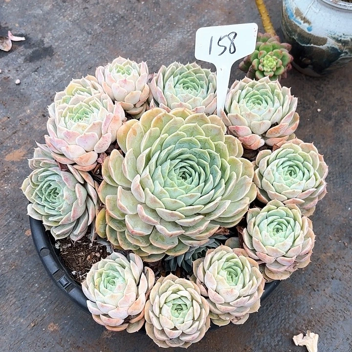 多肉植物，昂斯肉158号
