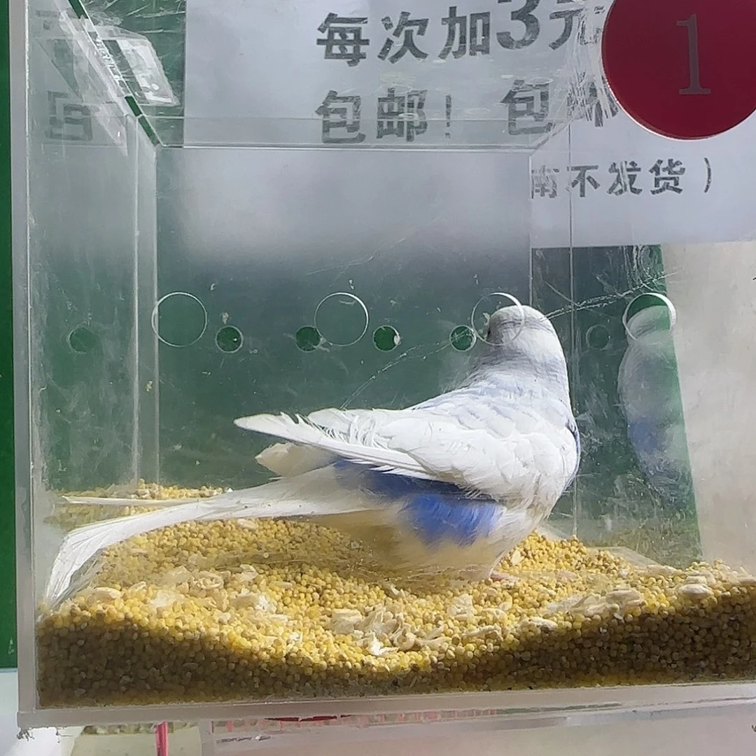 虎皮鹦鹉大头鹦鹉