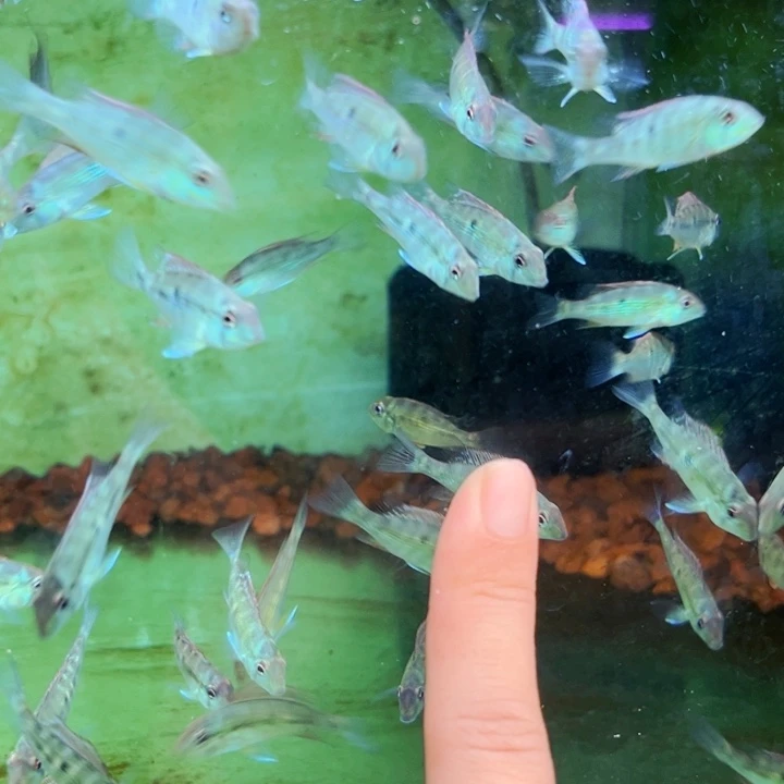 慈鲷3-4福利亚奎+潘塔一样一只