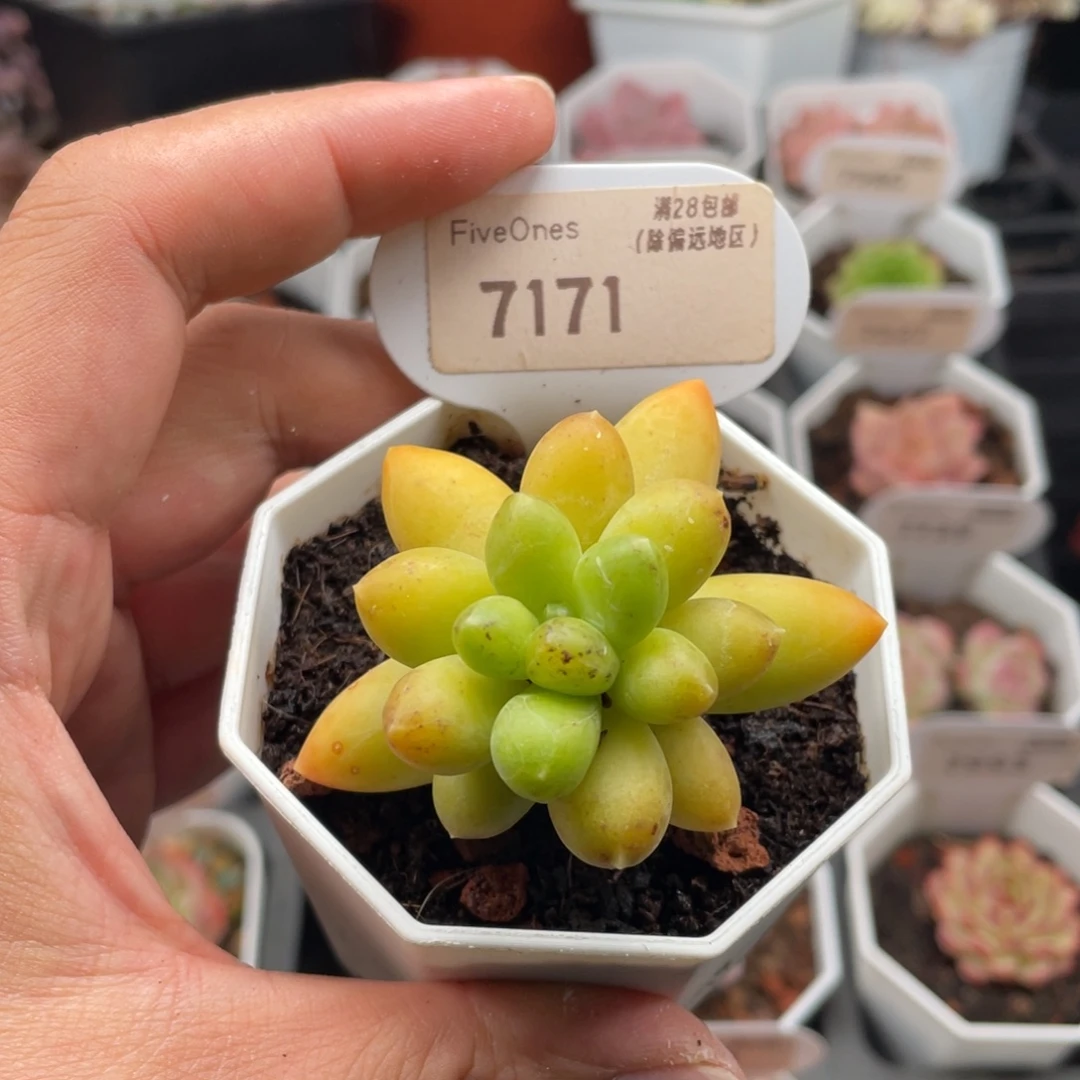 黄香蕉7171-5.5厘米