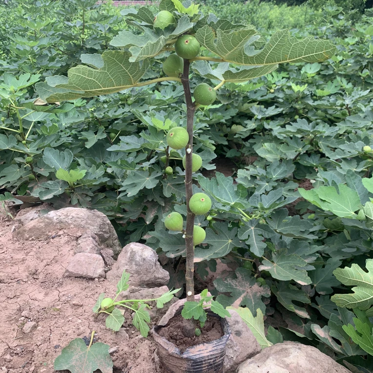 无花果杯苗带果带叶发货
