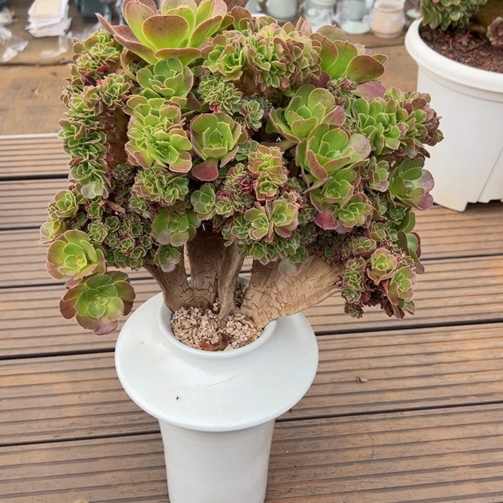 1596玫瑰朵朵缀化老桩