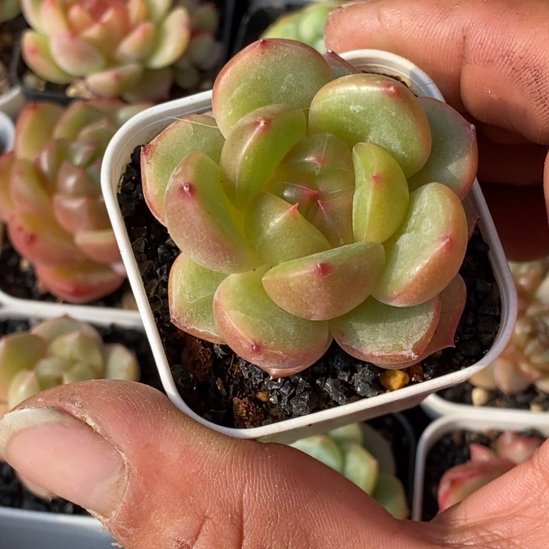 天官赐福百无禁忌