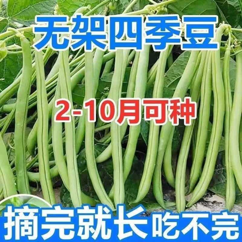 无架四季豆种子无筋豆种籽不用搭架春秋耐热耐寒菜籽
