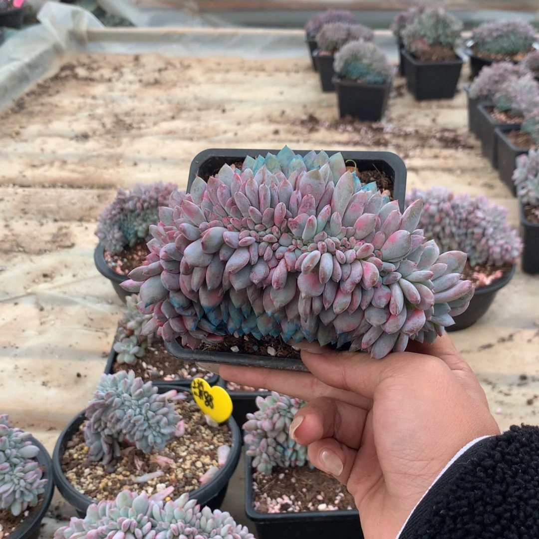 石榴籽缀化小脸高板