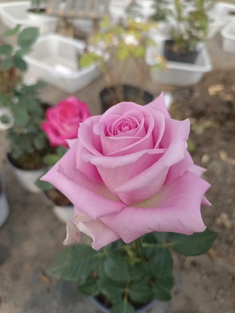 【樱花雨】新品切花玫瑰花苗