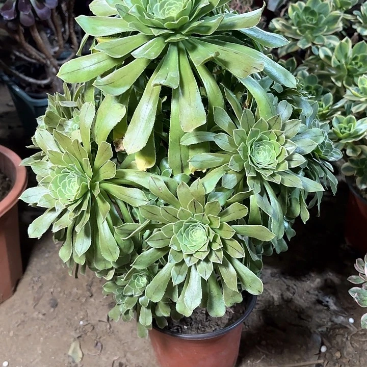 多肉植物原始绿36